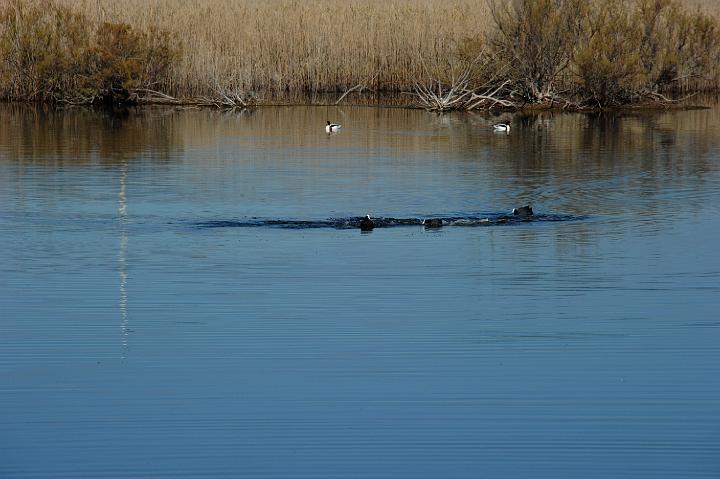 1Saline di Priolo 16.1.2011 (76).jpg